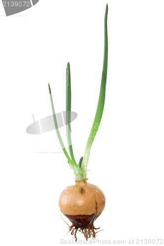 Image of Onion  with  green sprouts