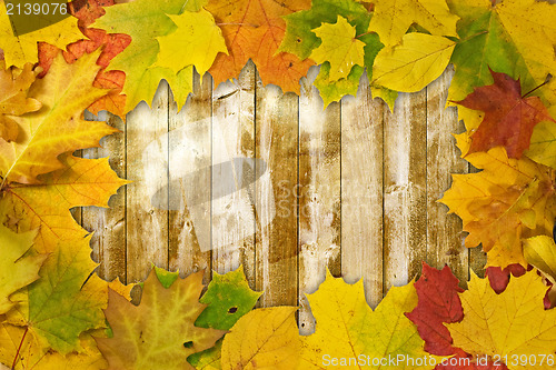 Image of colored leaves on wooden board