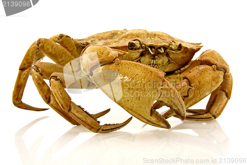 Image of brown crab 