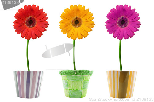 Image of three colorful gerberas