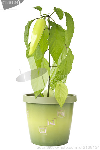 Image of Pepper plant in a pot 