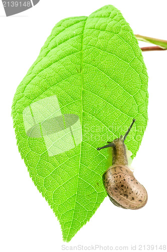 Image of slug on a green bright leaf