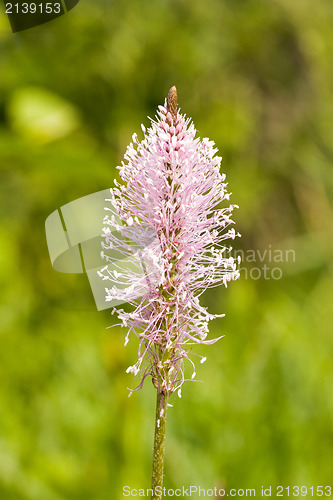 Image of fragile plant