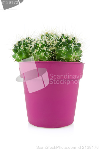 Image of cactus in a purple pot