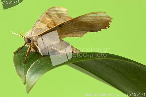 Image of Butterfly sitting  on the leaf