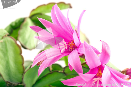 Image of pink christmas cactus bloom