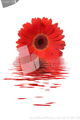 Image of red gerbera flower in a water