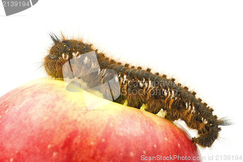 Image of  caterpillar on top of  apple