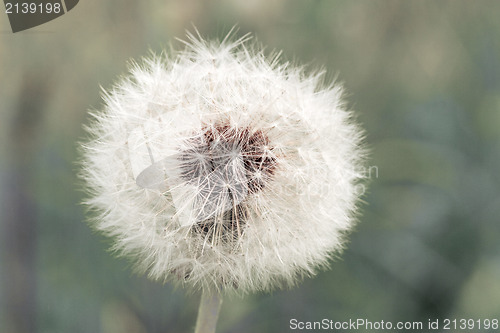 Image of dandelion clock on blurry background