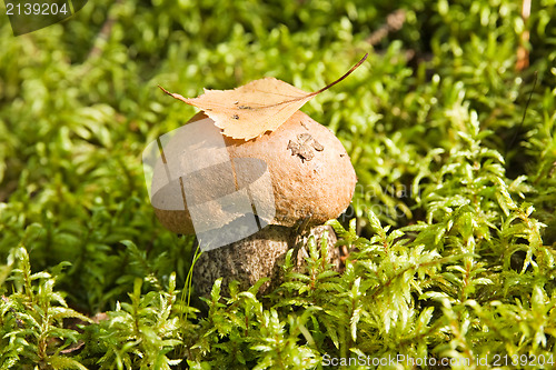 Image of mushroom with a leaf 