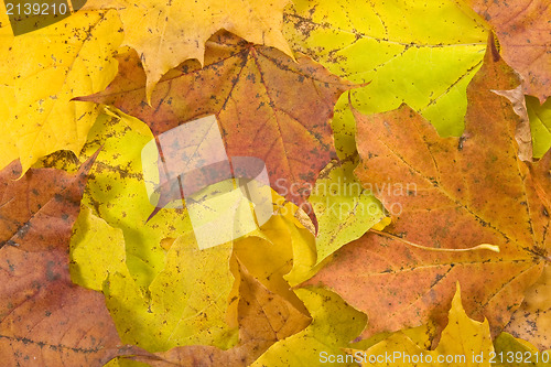 Image of autumnal background