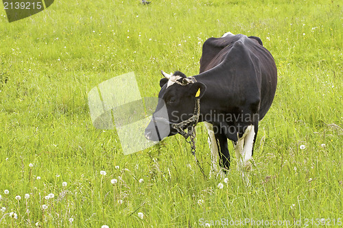 Image of cow in a field