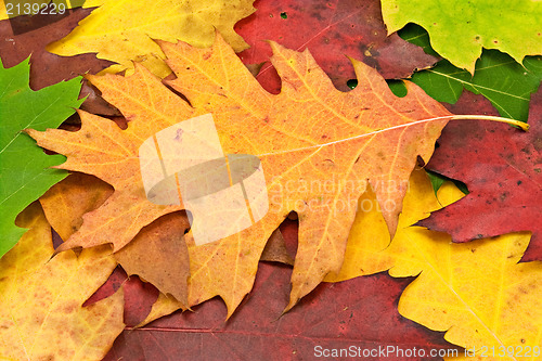 Image of fallen leaves