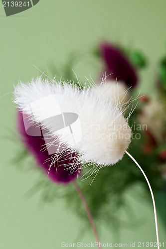 Image of  fluffy plant