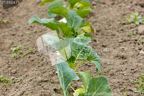 Image of organically growing cabbages