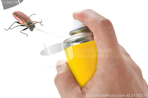 Image of Spraying insecticide on cockroach