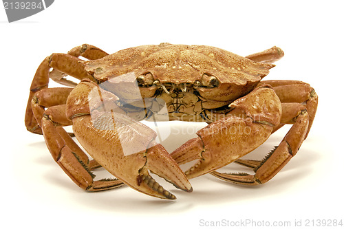 Image of crab  on white background