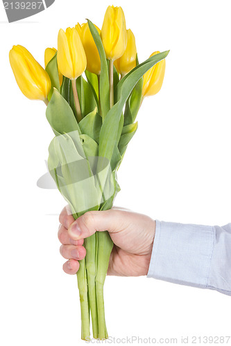 Image of Hand holding yellow tulips