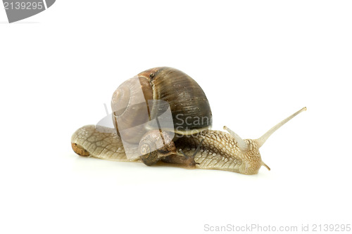 Image of snails family