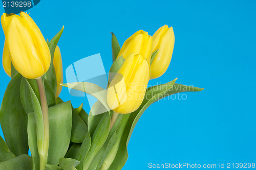 Image of Yellow tulips  on the blue background