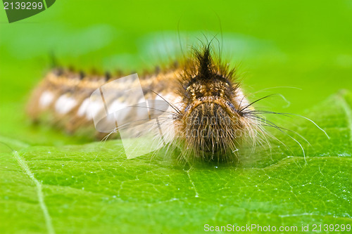 Image of close-up of a hairy caterpillar