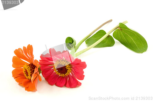 Image of two zinnia flowers