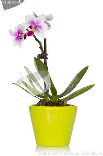 Image of Little orchid in a green pot