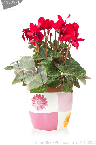 Image of red cyclamen flower in  pot 