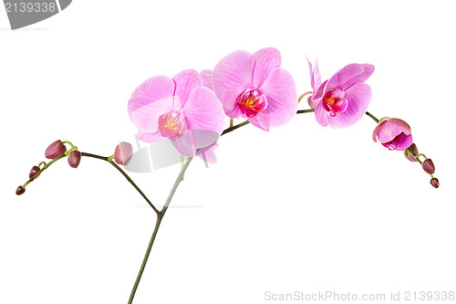Image of Pink orchid isolated on a white