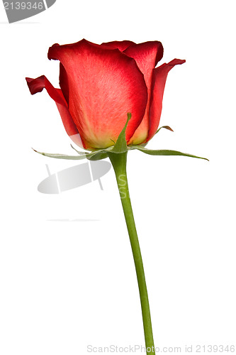 Image of red rose isolated on white