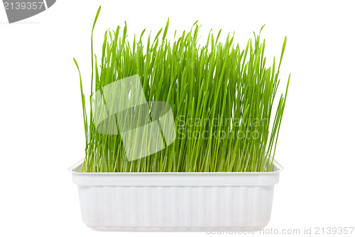 Image of green wheat sprouts