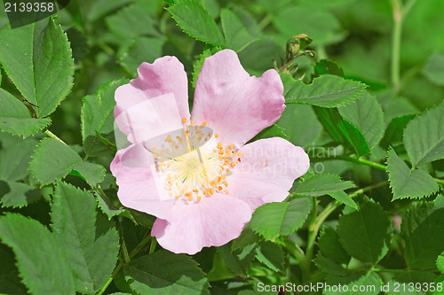 Image of wild rose flower bloom