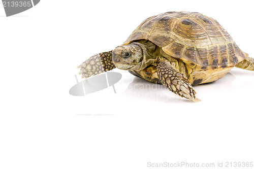 Image of land tortoise