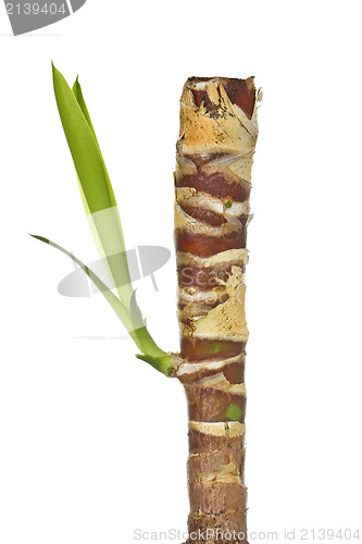 Image of leaf growing on the palm branch