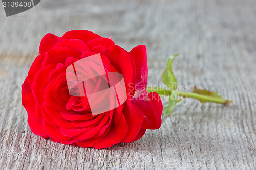 Image of  rose on the old  plank