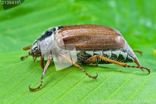 Image of spring beetle cockchafer