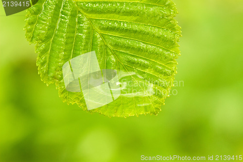 Image of single green wet leaf