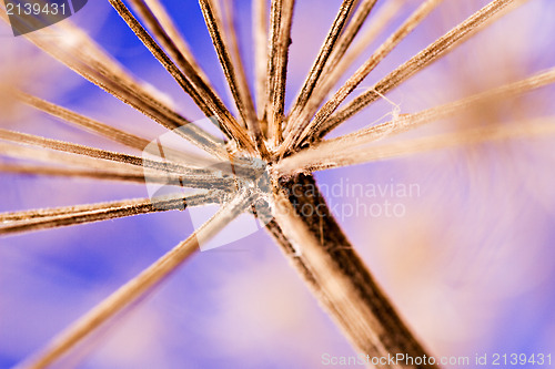 Image of winter dandelion head