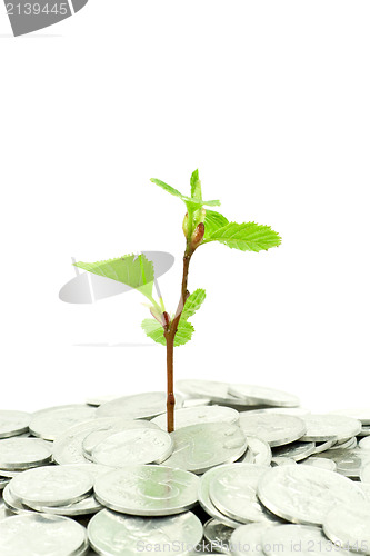 Image of plant in coins over white