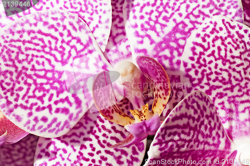 Image of floral background