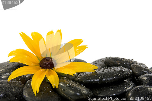 Image of flower on the  stones