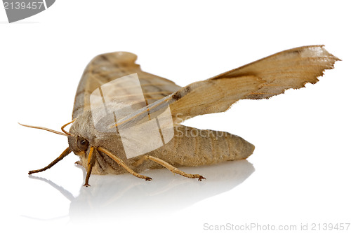 Image of night butterfly on white background