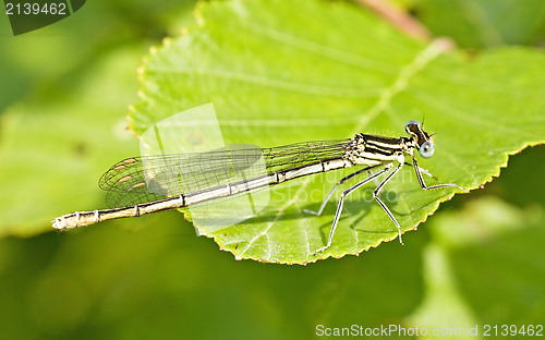 Image of dragon fly