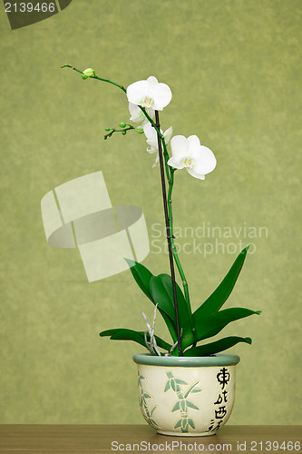 Image of Beautiful white orchid