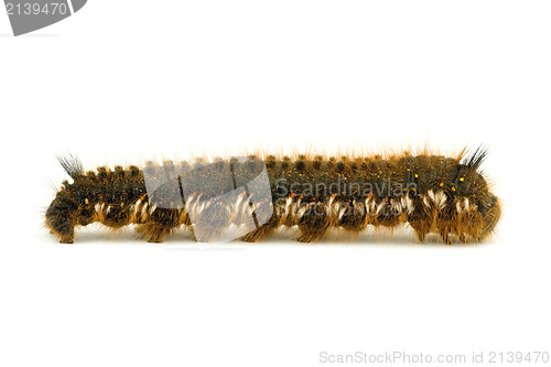 Image of hairy caterpillar isolated on white