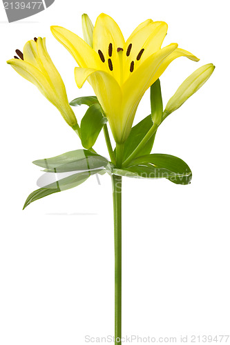 Image of yellow lily flower