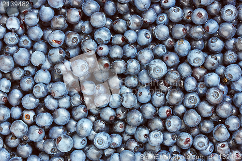 Image of background of freshly picked blueberries