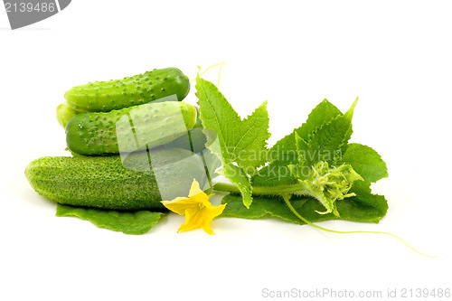 Image of Fresh cucumbers