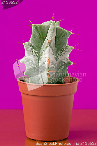 Image of  cactus on purple background