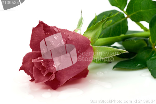 Image of dark red rose 